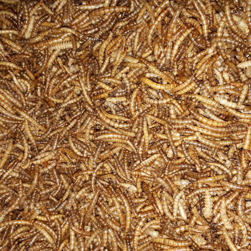 Meelwormen gedroogd 5 kg.