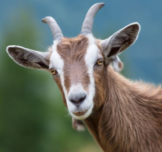 Categorieën-foto-paarden