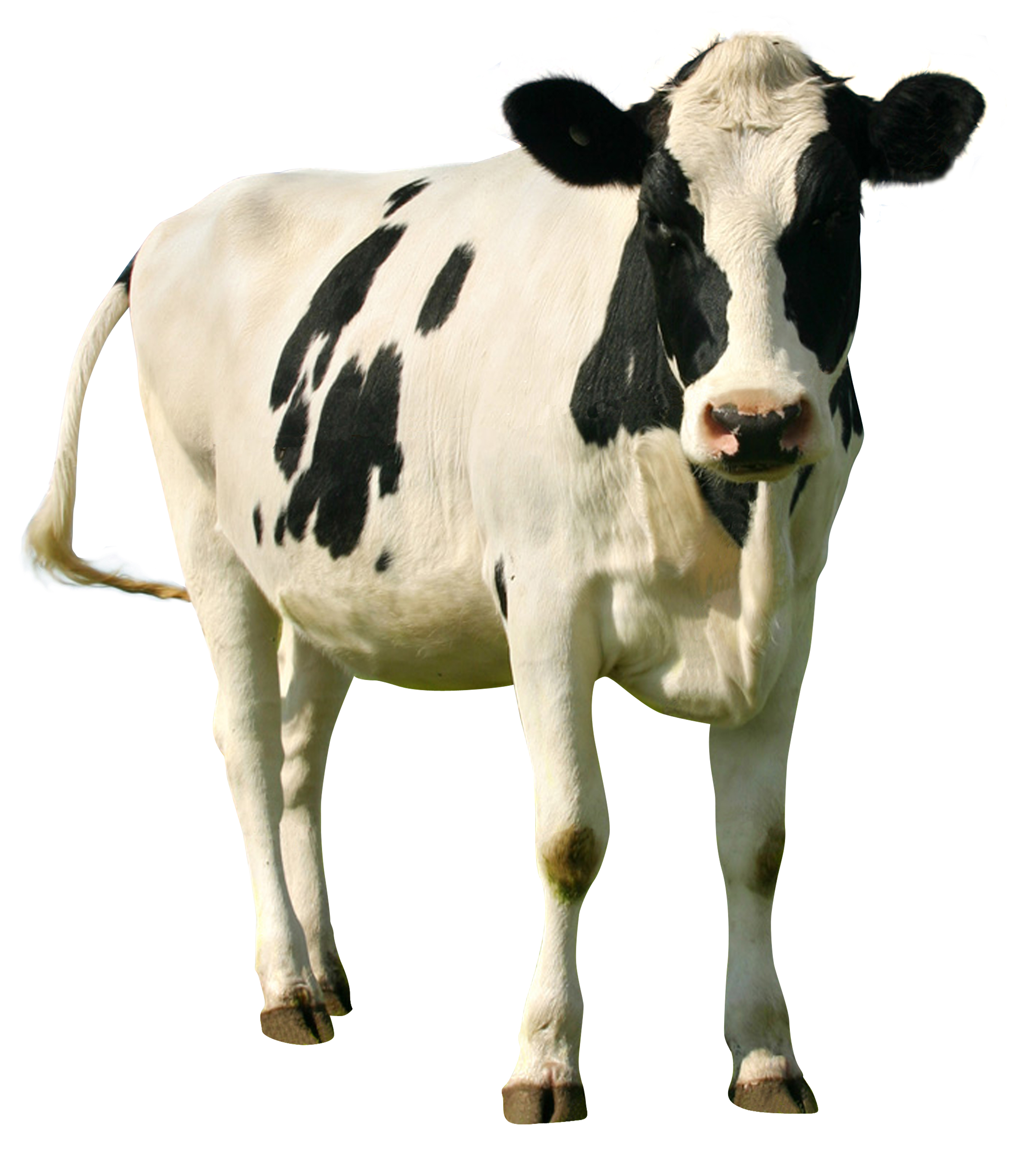 Categorieën-foto-paarden
